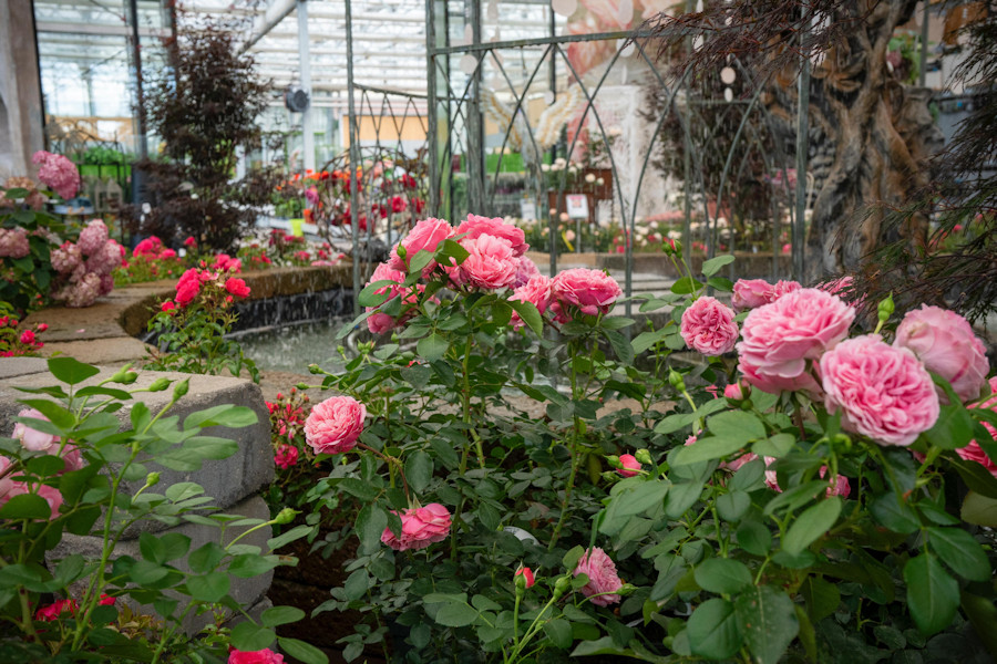 Rosa blühende Blumen in der Ausstellung der Gärtnerei.