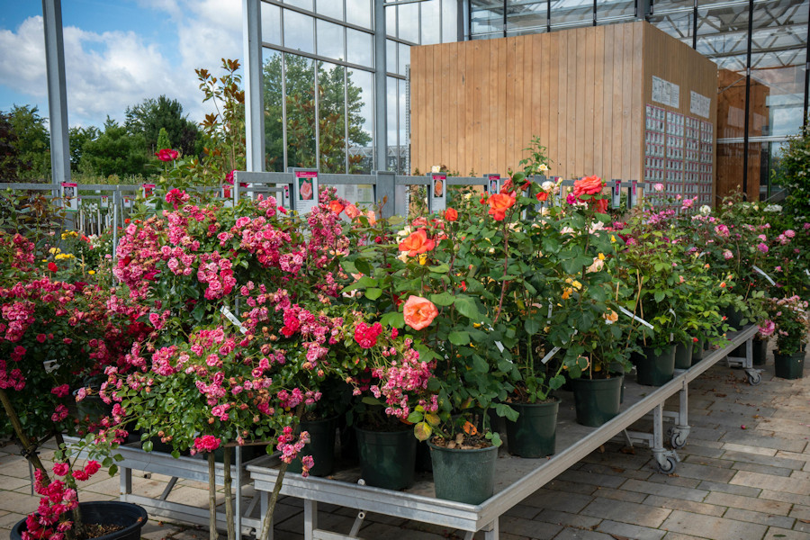 Verschiedene Topfblumen blühen in der Ausstellung der Gärtnerei.